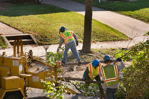 Emergency Storm Tree Removal in Diamond, IL